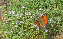 Aglais ichnusa