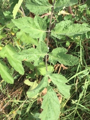 Opopanax hispidus