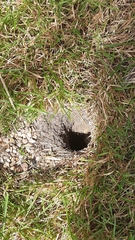 Vespula
