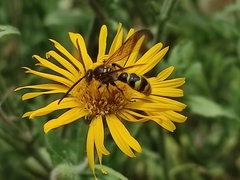 Xanthocampsomeris completa