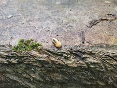Doderiinae