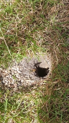 Vespula