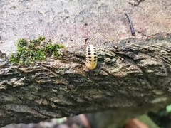 Doderiinae