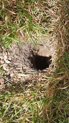 Vespula