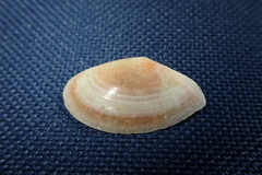 Bosemprella incarnata