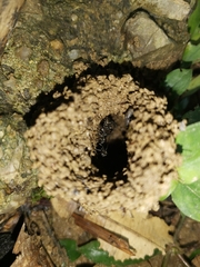 Formicidae
