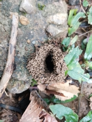 Formicidae