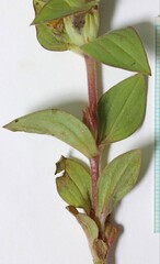 Diplacus cusickioides