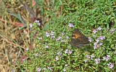 Aglais ichnusa