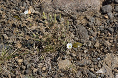 Cerastium alpinum