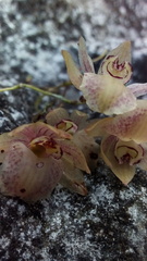 Homalopetalum kienastii