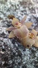 Homalopetalum kienastii