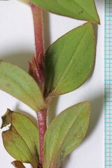 Diplacus cusickioides