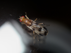 Clusia tigrina