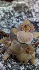 Homalopetalum kienastii