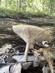 Melanoleuca alboflavida