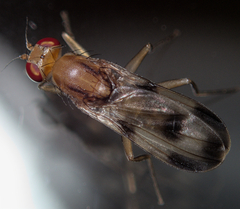Clusia tigrina
