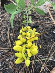 Baptisia cinerea