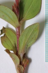 Diplacus cusickioides