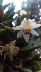 Homalopetalum kienastii