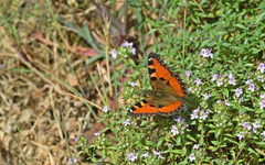 Aglais ichnusa