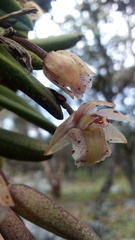 Homalopetalum kienastii