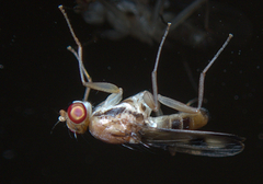 Clusia tigrina