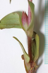 Diplacus cusickioides