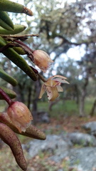 Homalopetalum kienastii
