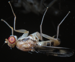 Clusia tigrina