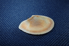 Bosemprella incarnata