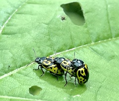 Zygogramma signatipennis