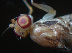Clusia tigrina