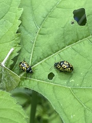 Zygogramma signatipennis