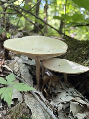 Melanoleuca alboflavida