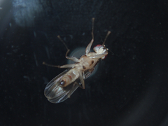 Clusia tigrina
