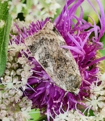 Cryptocala chardinyi