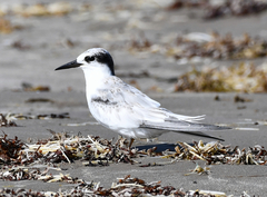 Sternula antillarum