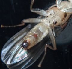 Clusia tigrina