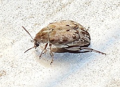 Algarobius bottimeri
