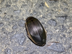 Dytiscus cordieri