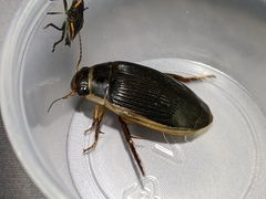 Dytiscus cordieri
