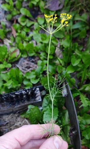 Dill plant photo (Anethum graveolens)