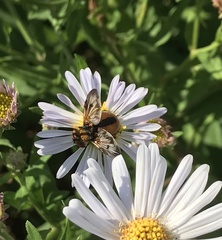 Ectophasia crassipennis