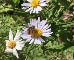 Ectophasia crassipennis