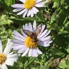 Ectophasia crassipennis