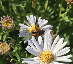 Ectophasia crassipennis