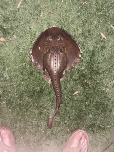 Thornback Guitarfish, Naval Base Point Loma, San Diego, CA, US, photo 10 of 10