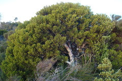 Halocarpus biformis