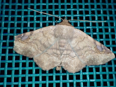 Eulepidotinae